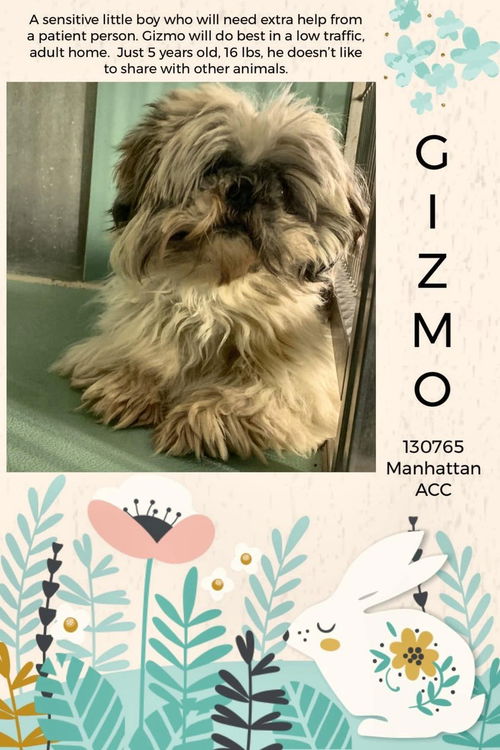 Gizmo