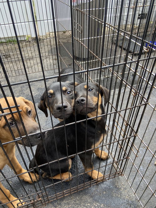 Retriever mix puppies