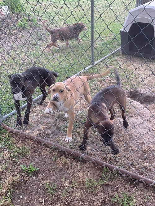 Lab/shepherd puppies