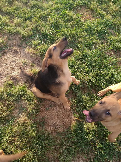 Shepherd/ Golden Pups