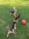 Shepherd/ Golden Pups