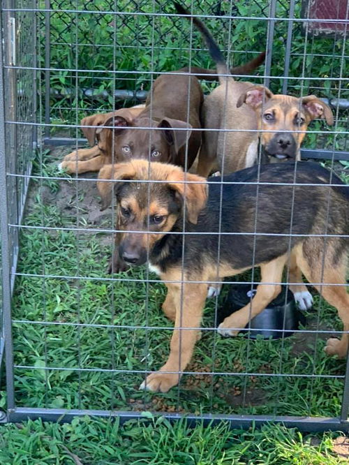 Shep Lab Puppies