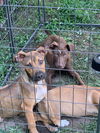 Shep Lab Puppies