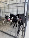 Terrier Lab Puppies