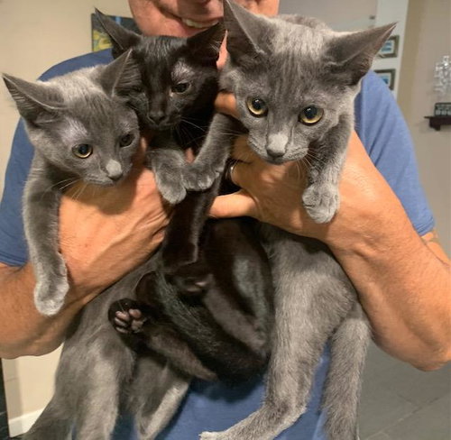 3 LITTLE KITTENS