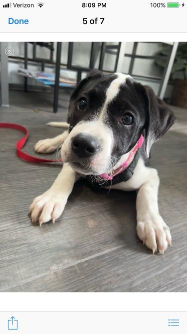 Spaniel Mixes Female