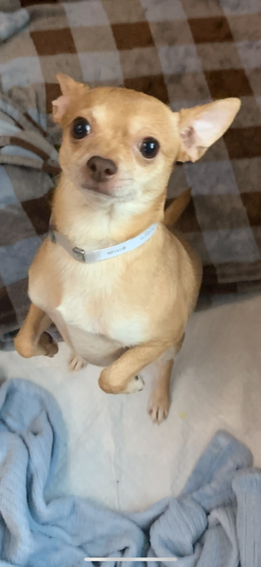 Dog For Adoption - Wizard, A Chihuahua In Bedminster, Nj 