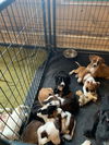 Litter of 9 Lab mixes