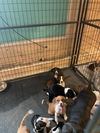 Litter of 9 Lab mixes