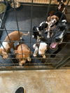 Litter of 9 Lab mixes