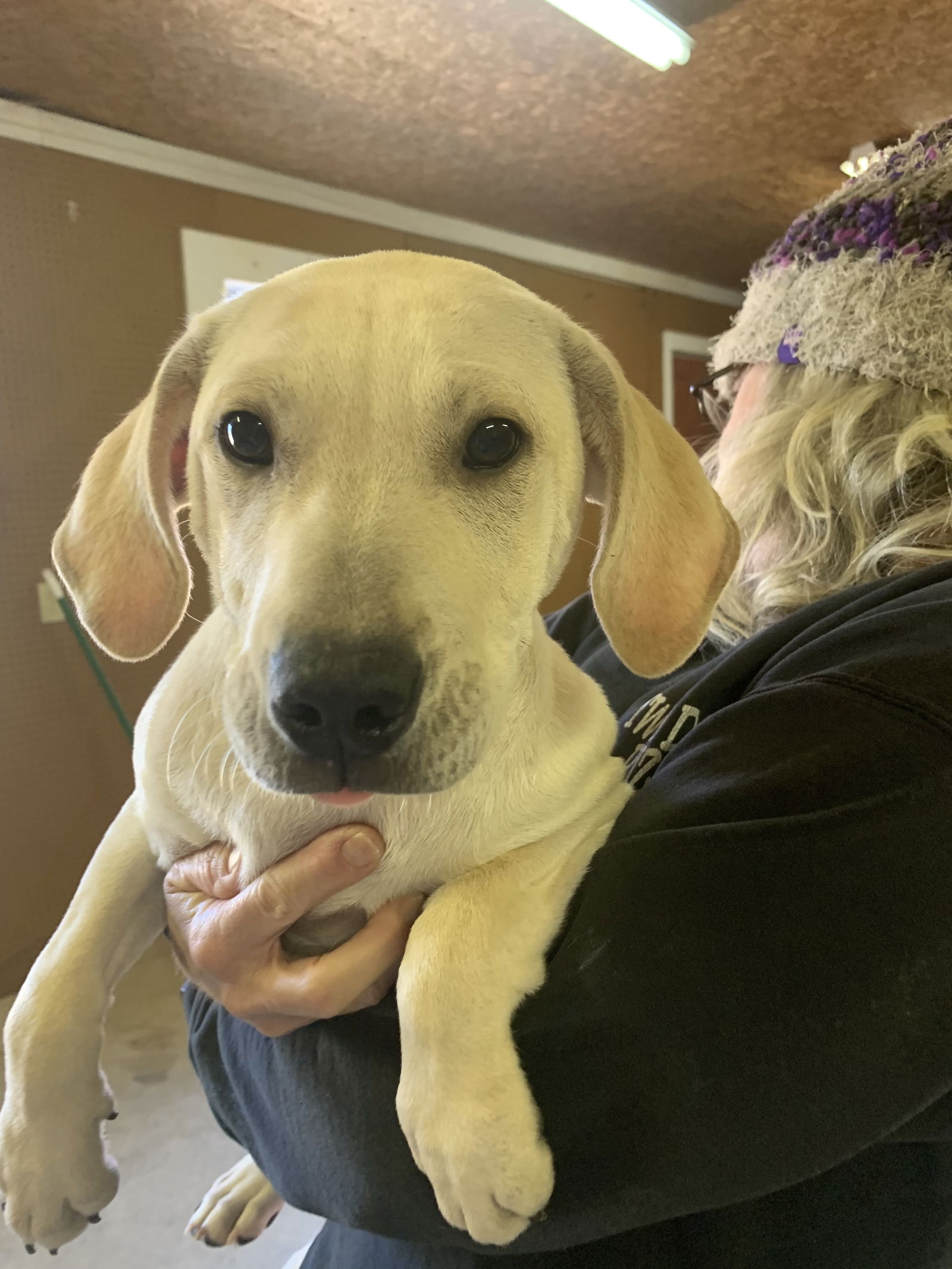 Dog for Adoption Lab mix puppies, a Labrador Retriever in Maplewood