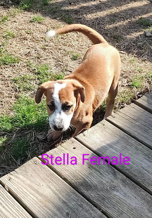 Stella