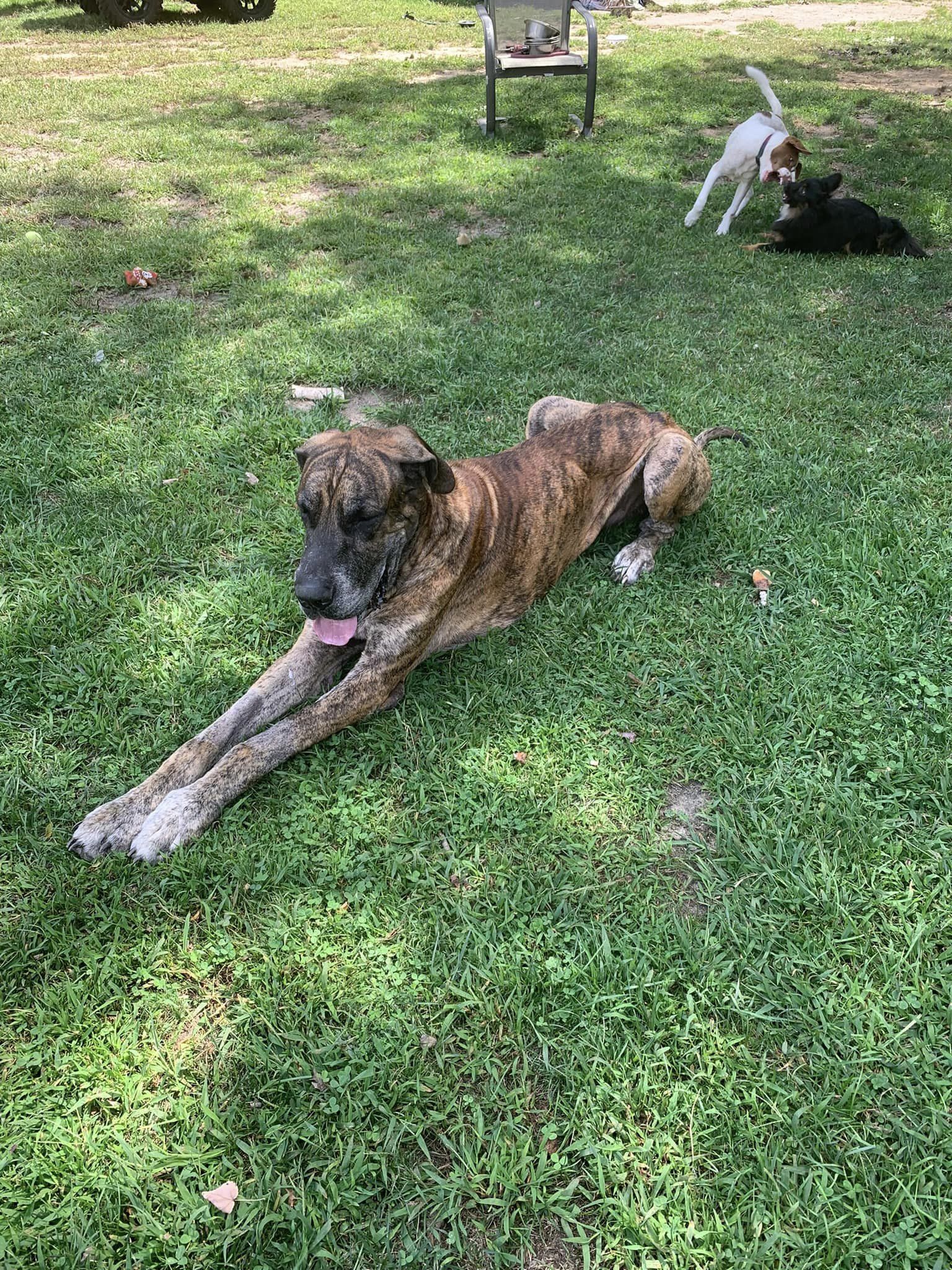 dog-for-adoption-drakko-a-great-dane-in-bayonne-nj-alpha-paw