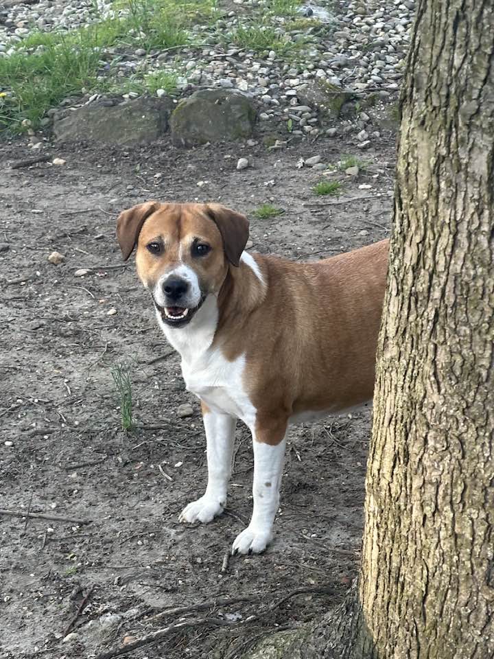 adoptable Dog in Jackson, NJ named Noel