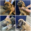 Shepherd puppies