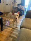 adoptable Dog in jackson, NJ named Moose