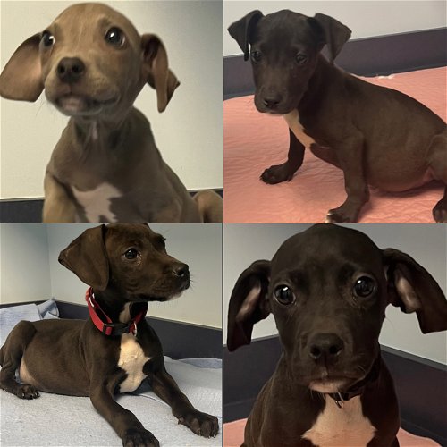 Lab/hound puppies