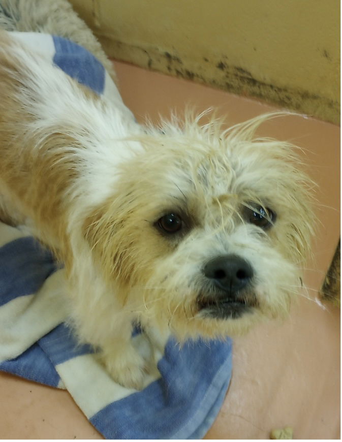 Dog for Adoption - Scruffy, a Terrier in Jamaica, NY | Alpha Paw