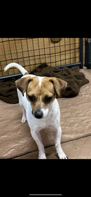 Mars - Chihuahua