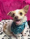adoptable Dog in , NJ named Gypsy
