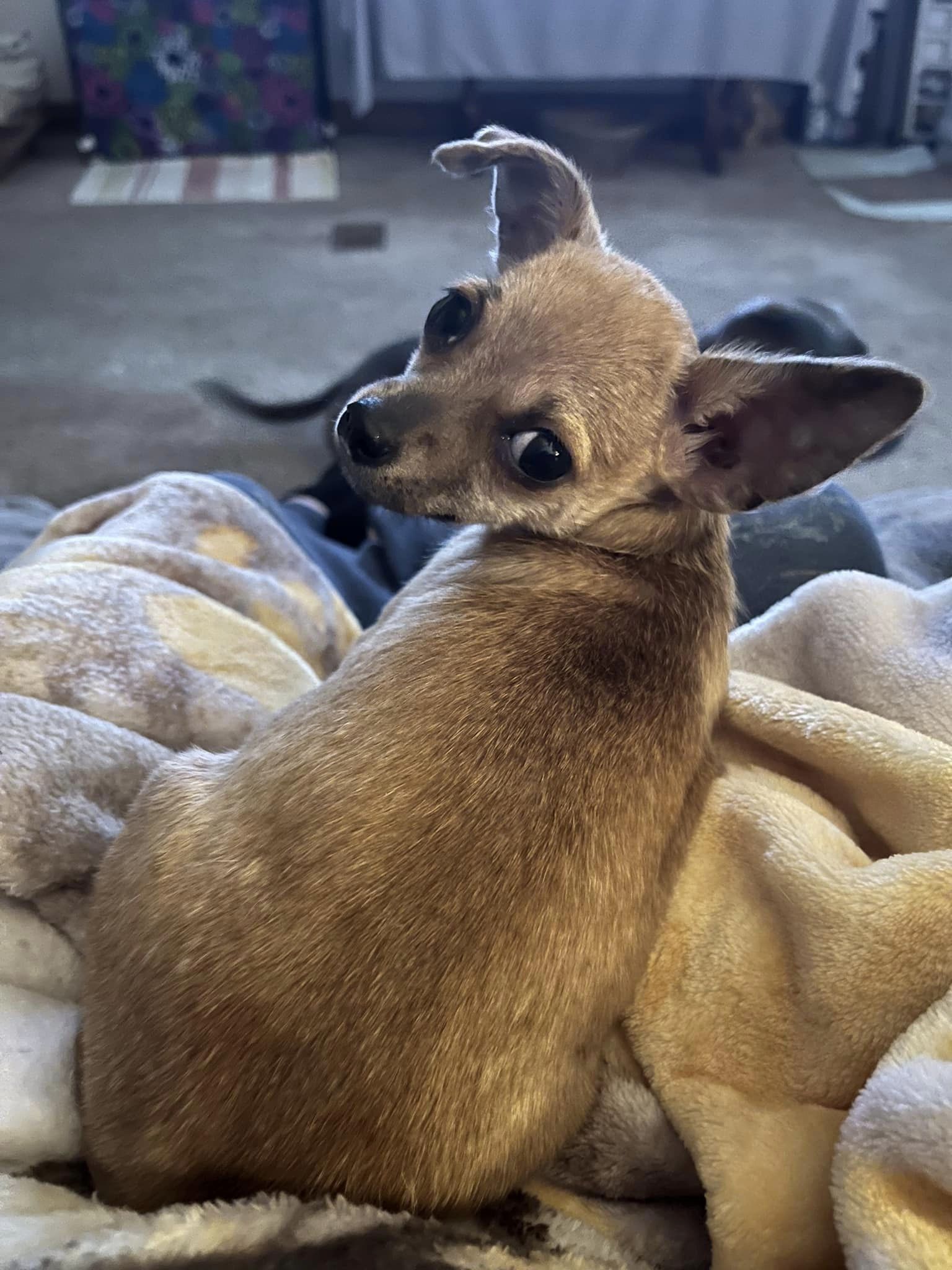 Dog for Adoption - Darla, a Chihuahua in Garwood, NJ | Alpha Paw