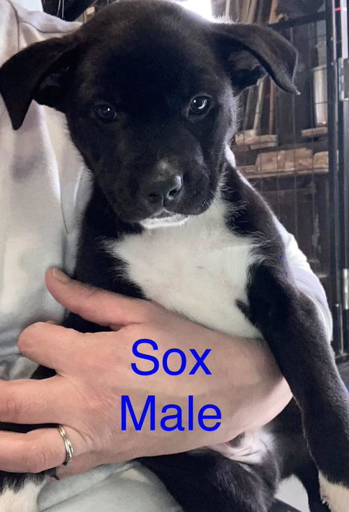 Sox