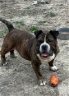 adoptable Dog in jackson, NJ named Bubba