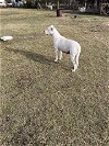 adoptable Dog in jackson, NJ named Aspen