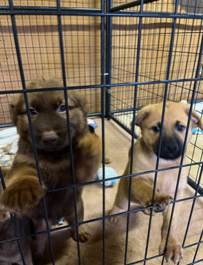 Shepherd Chow Puppies