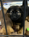 Shepherd Chow Puppies