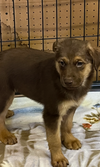 Shepherd Chow Puppies