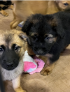 Shepherd Chow Puppies