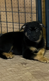 Shepherd Chow Puppies