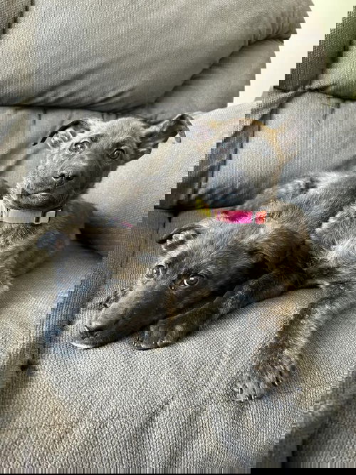 Tulip