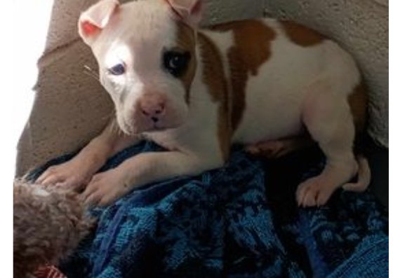 adoptable Dog in Jackson, NJ named Poppy