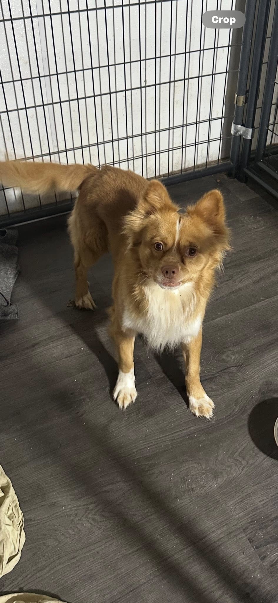 adoptable Dog in Jackson, NJ named Homer