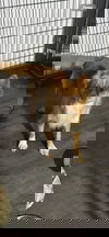 adoptable Dog in  named Homer