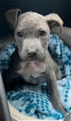 adoptable Dog in , NJ named Koah