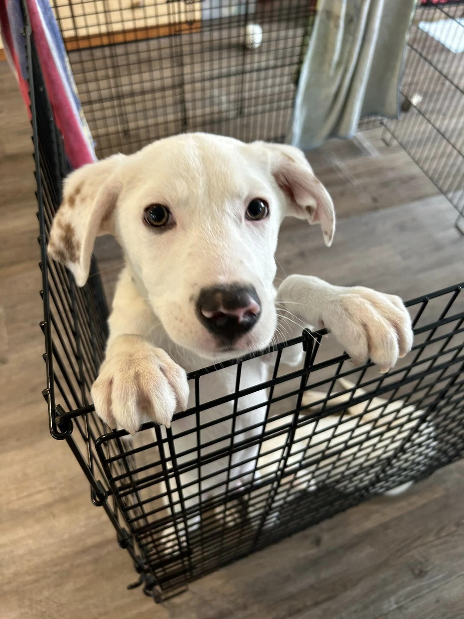 adoptable Dog in Jackson, NJ named Balto or Brie