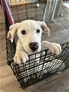 adoptable Dog in jackson, NJ named Balto or Brie