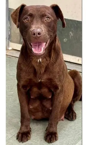Pumkin - Chocolate Labrador Retriever