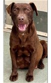 adoptable Dog in jackson, NJ named Pumkin