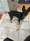 adoptable Dog in jackson, NJ named Mindy