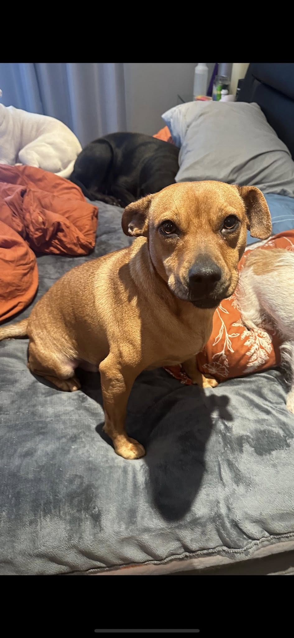 adoptable Dog in Jackson, NJ named Elana