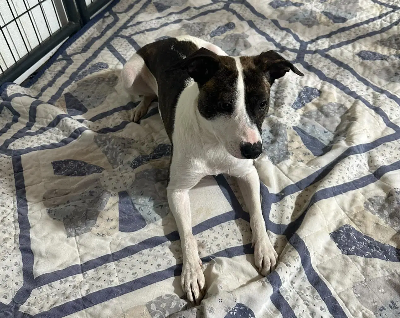 Maybelline - Rat Terrier