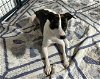 adoptable Dog in jackson, NJ named Maybelline