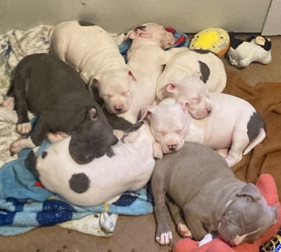 adoptable Dog in Jackson, NJ named Pit puppies