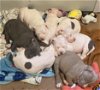 adoptable Dog in  named Pit puppies