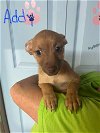 adoptable Dog in jackson, NJ named Addy