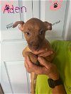 adoptable Dog in jackson, NJ named Aden